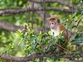 Srí Lanka - malá opica sedí na strome