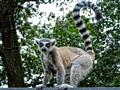 Madagaskar - kráľovstvo lemurov a Mórica Beňovského, poznávací zájazd