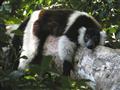 Madagaskar - kráľovstvo lemurov a Mórica Beňovského, poznávací zájazd