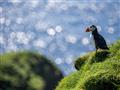 Faerské ostrovy - vták