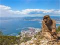 Opica pri Gibraltare