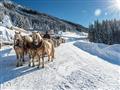 Schatzberg-Haus -  zájazd  - Rakúsko zima - Tirolsko -Ski Juwel Alpbach Wildschönau