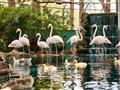 minizoo