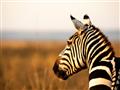 Vedeli ste, že zebra je čierna s bielymi pruhmi a nie naopak? Ich koža pod srsťou je totiž úplne čierna!
