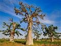Každá časť stromu Baobab vie byť úžitočná – z plodov sa robí vitamínový nápoj, z kôry laná a listy sa používajú v medicíne.