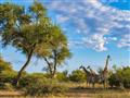 Krugerov národný park – jedno z najlepších safari miest v Afrike, kde môžete pozorovať africkú Big Five (veľkú pätku): lev, leopard, slon africký, nosorožec a byvol africký