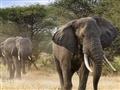 Slon v Krugerovom národnom parku v Južnej Afrike – nezabudnuteľné safari zážitky počas poznávacieho zájazdu v JAR