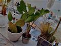 Platamonas - zátišie v centre