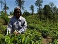Čajové plantáže, na ktorých sa pestuje originálny cejlónsky čaj, čajová fabrika, malebné scenérie ča