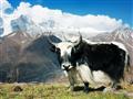 Dovolenka Nepál Nepál - cesta na 