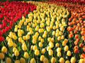 , autobusový poznávací zájazd, Kvetinové Holandsko a Belgicko, Zaanse Schans, tulipány
