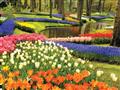 , autobusový poznávací zájazd, Kvetinové Holandsko a Belgicko, Keukenhof, tulipány