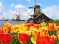 , autobusový poznávací zájazd, Kvetinové Holandsko a Belgicko, Keukenhof, tulipánové polia a veterné mlyny