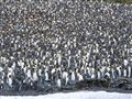 Dovolenka  Antarktída - tučňiaci cisárski