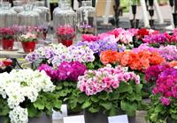 Výstava kvetov a záhrad v Tullne - v meste kvetov - 3