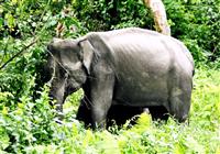 India – nosorožce, budhizmus a najdaždivejšie miesto Zeme - 3