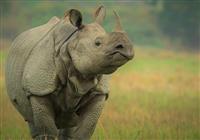 India – nosorožce, budhizmus a najdaždivejšie miesto Zeme