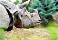 India – nosorožce, budhizmus a najdaždivejšie miesto Zeme