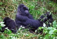 Gorily a safari v Afrike - 2