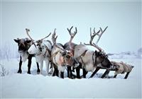 Sibír v zime - najexotickejšie kmene - 3