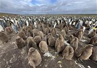Patagónia, Ohňová zem a Falklandské ostrovy - 3
