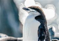 Antarktída - plavba a prelet ponad Drakeov prieliv