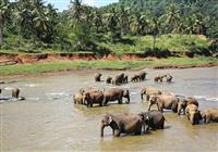 Srí Lanka: To najkrajšie z ostrova vrátane safari a jazdy vlakom - 2