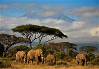 Keňa - Dokonalé safari a oddych na bielej pláži