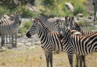 Zanzibar - Luxusné safari v NP Ngorongoro a Tarangire s pobytom pri mori - 2