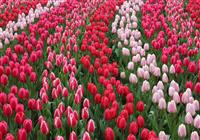 3-dňový zájazd do Holandska s návštevou kvetinovej výstavy - 4