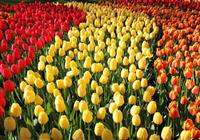 Kvetinové Holandsko a Belgicko