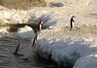 Antarktída - tučňiaci cisárski