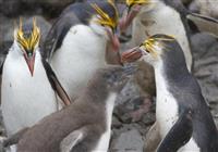 Antarktída - tučňiaci cisárski